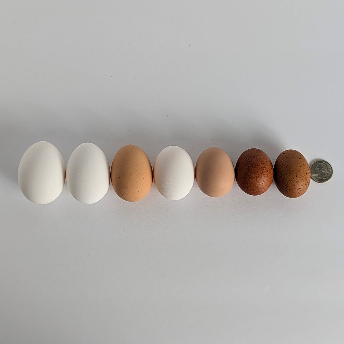 Egg size - From Pullet to Dinosaur