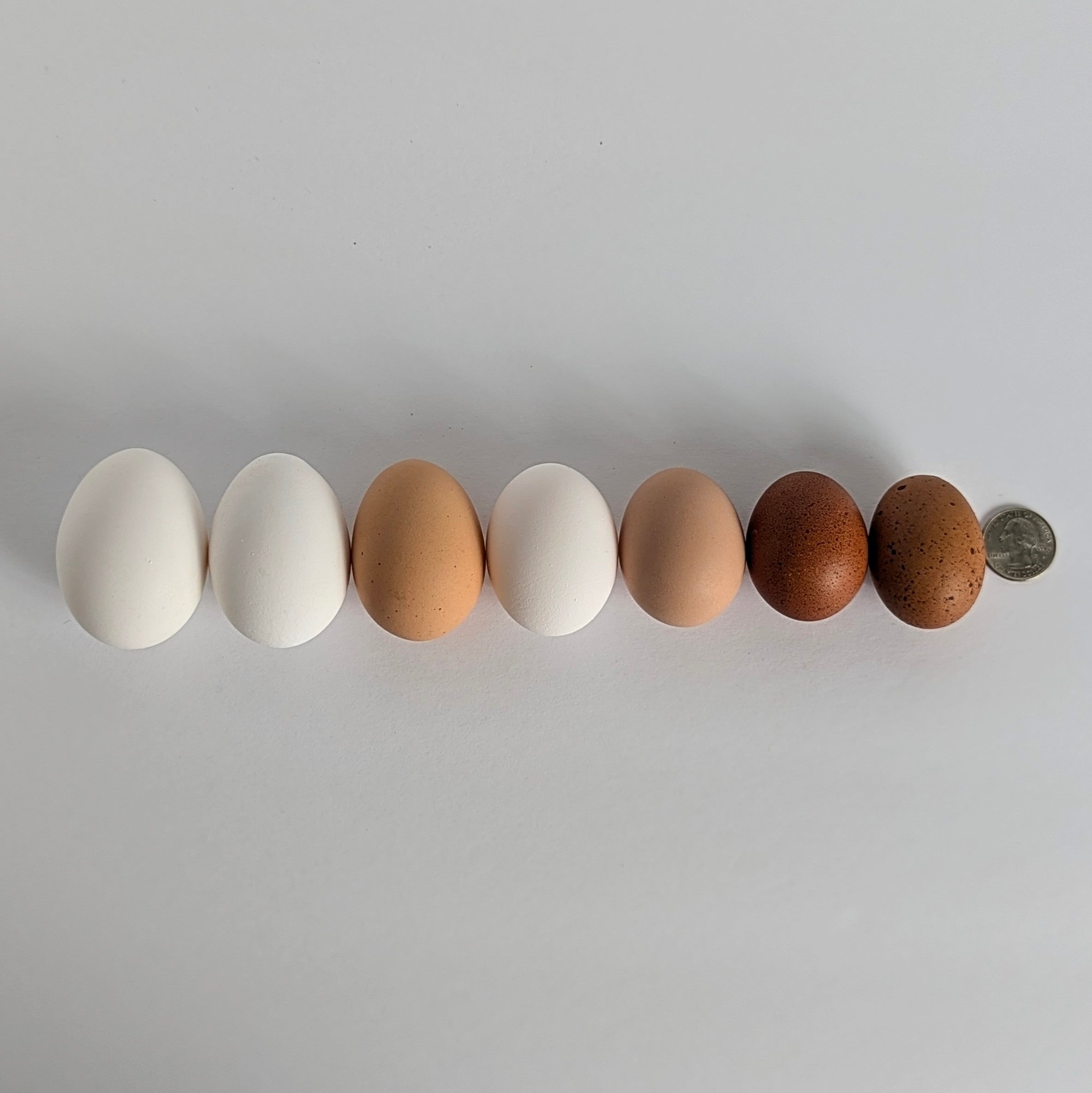 Egg size - From Pullet to Dinosaur