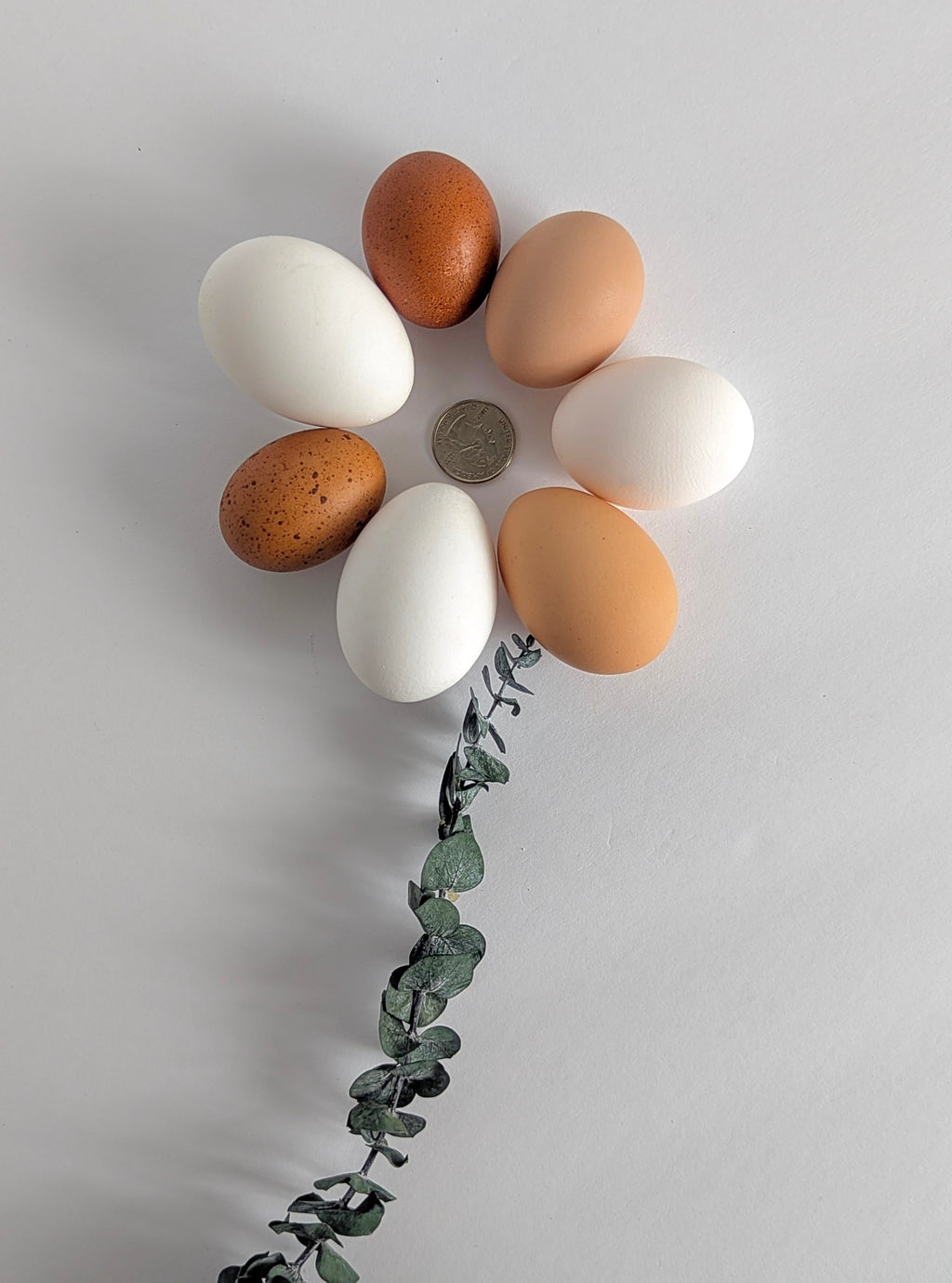 Farm Fresh Eggs - Unique & Specialty