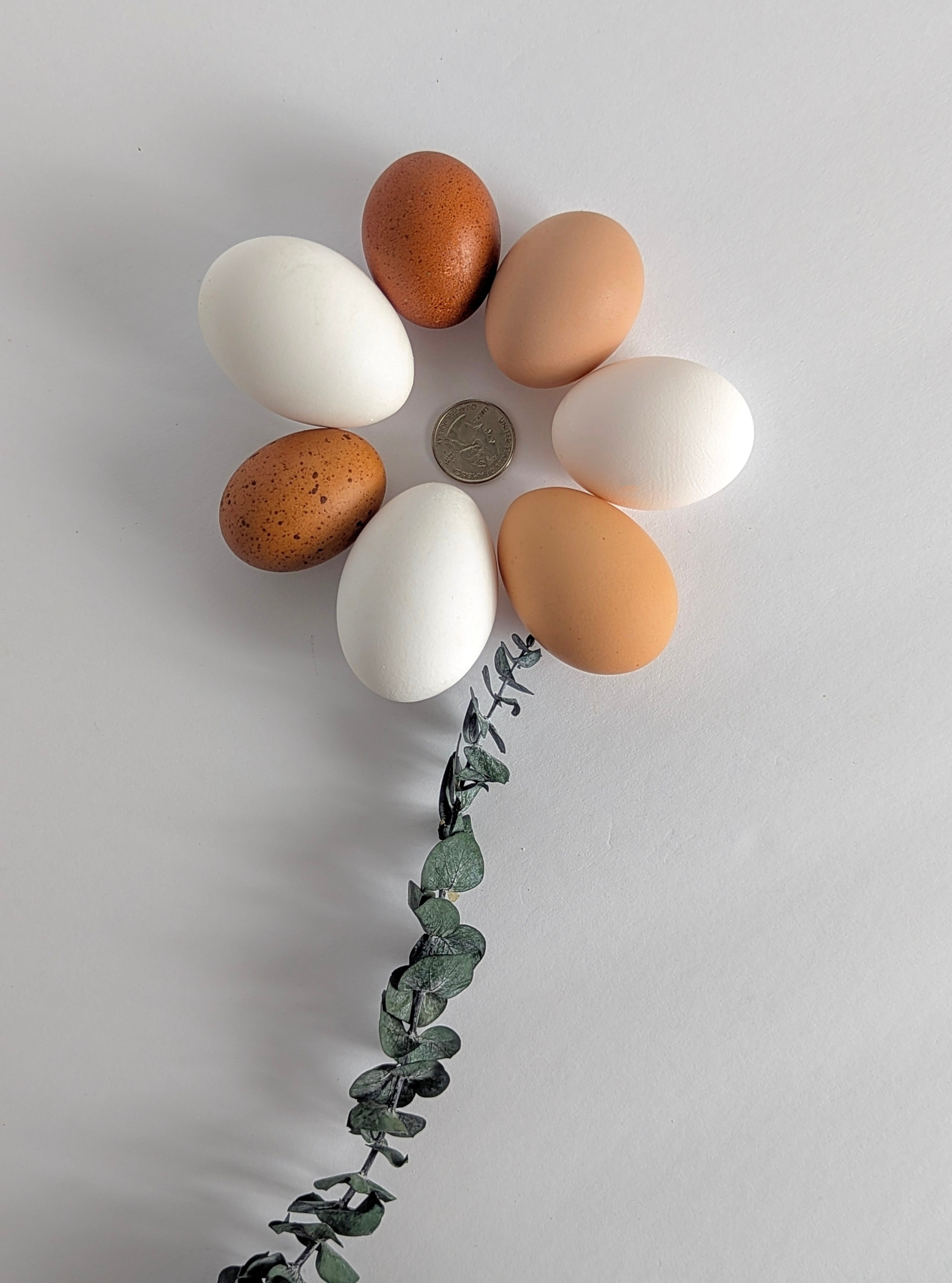 Farm Fresh Eggs - Unique & Specialty