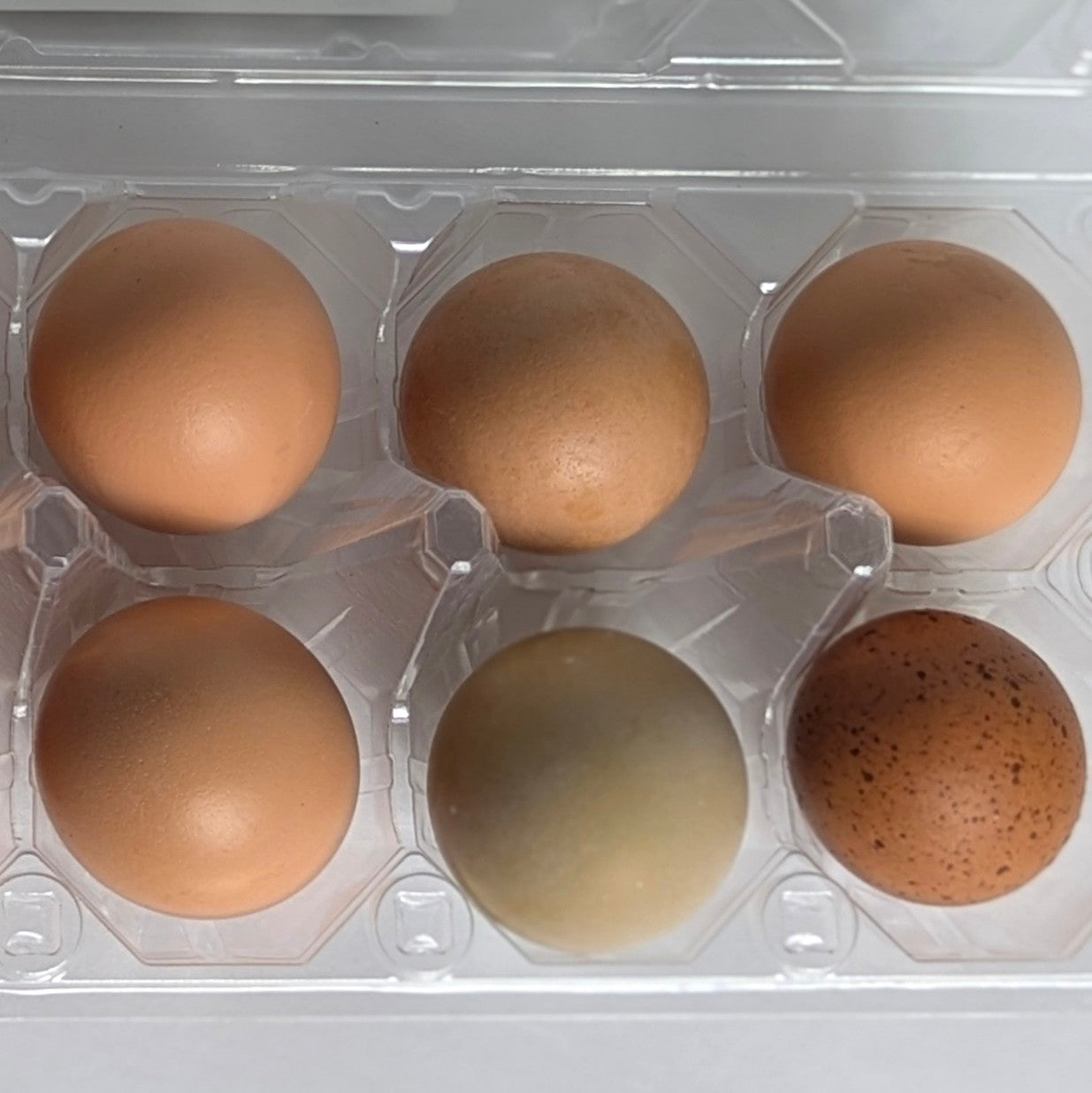Farm Fresh Eggs - Unique & Specialty