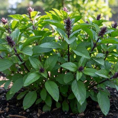 Thai Basil Starter Plant