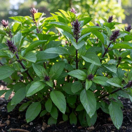 Thai Basil Starter Plant